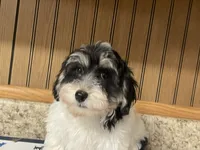 Oreo, a male Havanese for sale in Miami, OK – 3 of 10