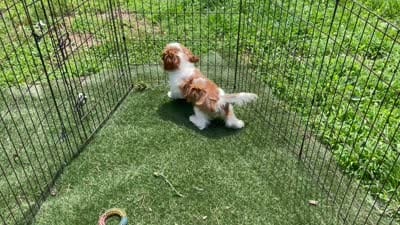 Mason, a male Cavalier King Charles Spaniel for sale in Miami, OK – 9 of 9