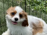 Baxter, a male Cavalier King Charles Spaniel for sale in Miami, OK – 6 of 10