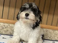 Oreo, a male Havanese for sale in Miami, OK – 2 of 10