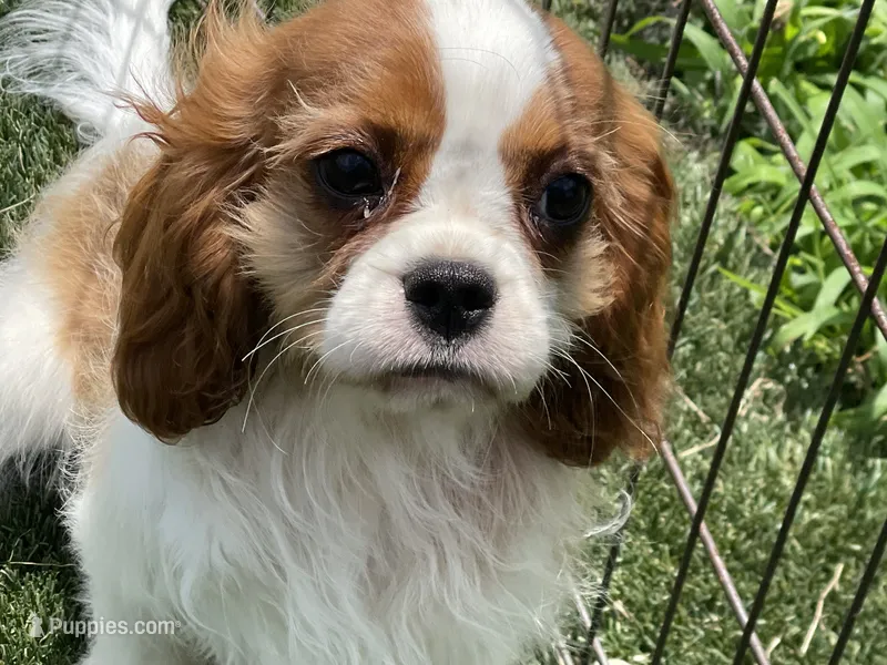 Clint – Cavalier King Charles Spaniel puppy for sale in Miami, OK