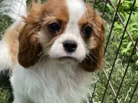 Clint, a male Cavalier King Charles Spaniel for sale in Miami, OK – 1 of 10