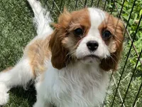 Clint, a male Cavalier King Charles Spaniel for sale in Miami, OK – 4 of 10