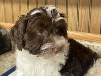 Waffle, a male Havanese for sale in Miami, OK – 8 of 10