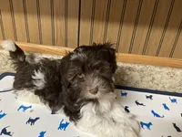 Coco, a male Havanese for sale in Miami, OK – 6 of 9