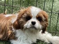 Mason, a male Cavalier King Charles Spaniel for sale in Miami, OK – 3 of 9