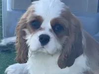 Tag, a male Cavalier King Charles Spaniel for sale in Miami, OK – Photo 1 of 8