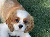 Tag, a male Cavalier King Charles Spaniel for sale in Miami, OK – 4 of 9