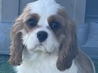 Tag, a male Cavalier King Charles Spaniel for sale in Miami, OK – Photo 3 of 8