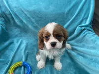 processed/375c28c1-0d6f-4f9c-9ff9-73a358e7af88/listing/a887844b-06d9-4b38-9a15-5b777d40e4e1/4b4d0c26-8304-47cc-a27a-541fc4dce479