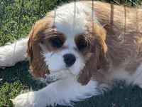 Tag, a male Cavalier King Charles Spaniel for sale in Miami, OK – Photo 8 of 8