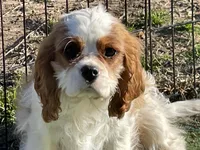 Tag, a male Cavalier King Charles Spaniel for sale in Miami, OK – Photo 7 of 8