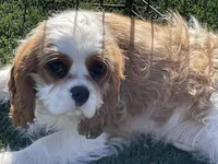 Tag, a male Cavalier King Charles Spaniel for sale in Miami, OK – Photo 6 of 8