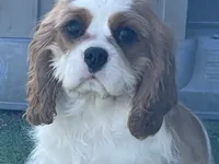 Tag, a male Cavalier King Charles Spaniel for sale in Miami, OK – Photo 4 of 8