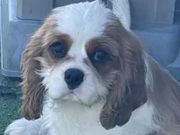 Tag, a male Cavalier King Charles Spaniel for sale in Miami, OK – Photo 2 of 8