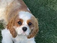 Tag, a male Cavalier King Charles Spaniel for sale in Miami, OK – 3 of 9
