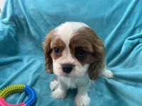 processed/375c28c1-0d6f-4f9c-9ff9-73a358e7af88/listing/a887844b-06d9-4b38-9a15-5b777d40e4e1/77b28599-b6dd-4fec-9537-32019fa8758c