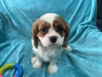 processed/375c28c1-0d6f-4f9c-9ff9-73a358e7af88/listing/a887844b-06d9-4b38-9a15-5b777d40e4e1/80934db4-5127-49e8-a9ab-83962bb4d2f0