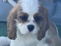 Tag, a male Cavalier King Charles Spaniel for sale in Miami, OK – Photo 5 of 8