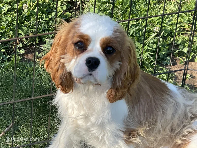 Tag, a male Cavalier King Charles Spaniel for sale in Miami, OK – 1 of 9