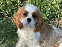 Tag, a male Cavalier King Charles Spaniel for sale in Miami, OK – 1 of 9