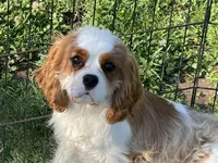Tag, a male Cavalier King Charles Spaniel for sale in Miami, OK – 6 of 9
