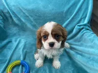 processed/375c28c1-0d6f-4f9c-9ff9-73a358e7af88/listing/a887844b-06d9-4b38-9a15-5b777d40e4e1/d75cdc1a-e041-44ed-9258-cb669f7af1ed