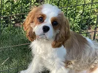 Tag, a male Cavalier King Charles Spaniel for sale in Miami, OK – 9 of 9