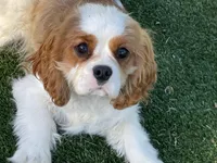 Tag, a male Cavalier King Charles Spaniel for sale in Miami, OK – 5 of 9