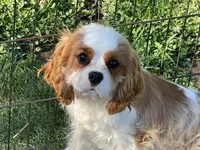 Tag, a male Cavalier King Charles Spaniel for sale in Miami, OK – 8 of 9