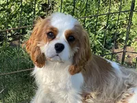Tag, a male Cavalier King Charles Spaniel for sale in Miami, OK – 7 of 9