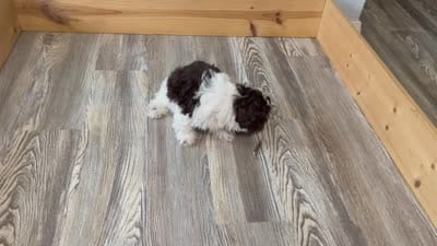 Waffle, a male Havanese for sale in Miami, OK – 10 of 10