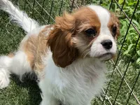 Clint, a male Cavalier King Charles Spaniel for sale in Miami, OK – 7 of 10