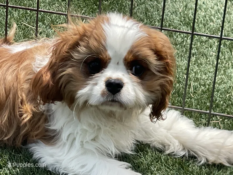 Mason – Cavalier King Charles Spaniel puppy for sale in Miami, OK