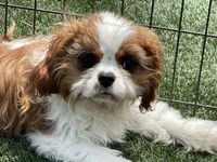 Mason, a male Cavalier King Charles Spaniel for sale in Miami, OK – 1 of 9