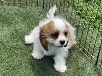 Baxter, a male Cavalier King Charles Spaniel for sale in Miami, OK – 5 of 10