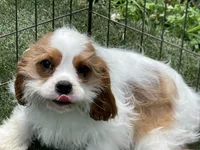 Baxter, a male Cavalier King Charles Spaniel for sale in Miami, OK – 2 of 10