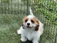 Baxter, a male Cavalier King Charles Spaniel for sale in Miami, OK – 9 of 10