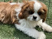Mason, a male Cavalier King Charles Spaniel for sale in Miami, OK – 8 of 9