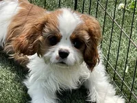 Mason, a male Cavalier King Charles Spaniel for sale in Miami, OK – 2 of 9