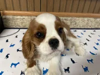 Gunther, a male Cavalier King Charles Spaniel for sale in Miami, OK – Photo 6 of 10