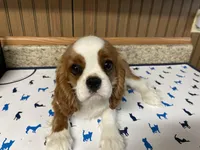 Gunther, a male Cavalier King Charles Spaniel for sale in Miami, OK – Photo 9 of 10