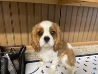 Gunther, a male Cavalier King Charles Spaniel for sale in Miami, OK – Photo 8 of 10