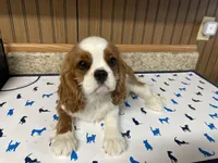 Gunther, a male Cavalier King Charles Spaniel for sale in Miami, OK – Photo 10 of 10