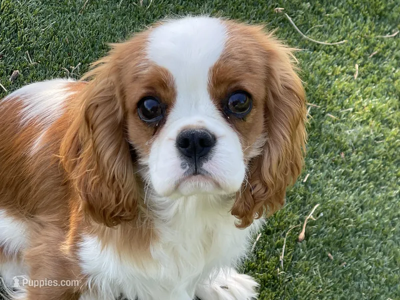 Gunther – Cavalier King Charles Spaniel puppy for sale in Miami, OK