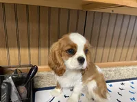 Gunther, a male Cavalier King Charles Spaniel for sale in Miami, OK – Photo 3 of 10