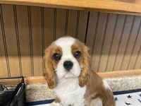 Gunther, a male Cavalier King Charles Spaniel for sale in Miami, OK – Photo 7 of 10