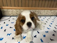 Gunther, a male Cavalier King Charles Spaniel for sale in Miami, OK – Photo 5 of 10