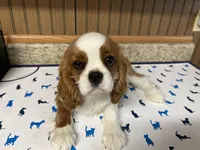 Gunther, a male Cavalier King Charles Spaniel for sale in Miami, OK – Photo 4 of 10