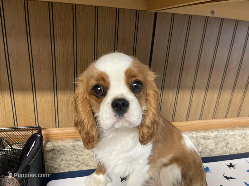 Gunther, a male Cavalier King Charles Spaniel for sale in Miami, OK – Photo 1 of 10